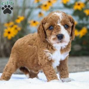 Carli F1B, Cavapoo Puppy